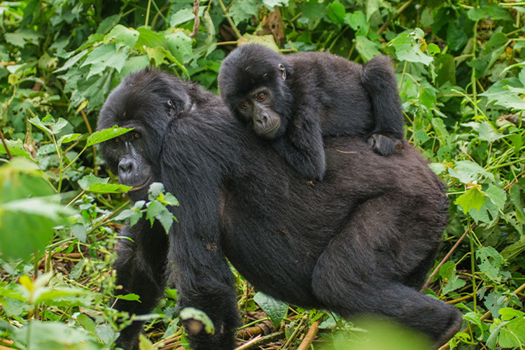 GORILLA SAFARI