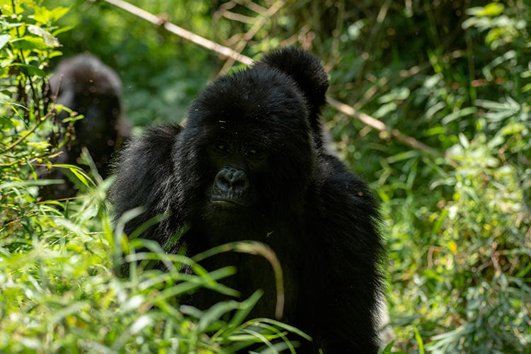 GORILLA SAFARI