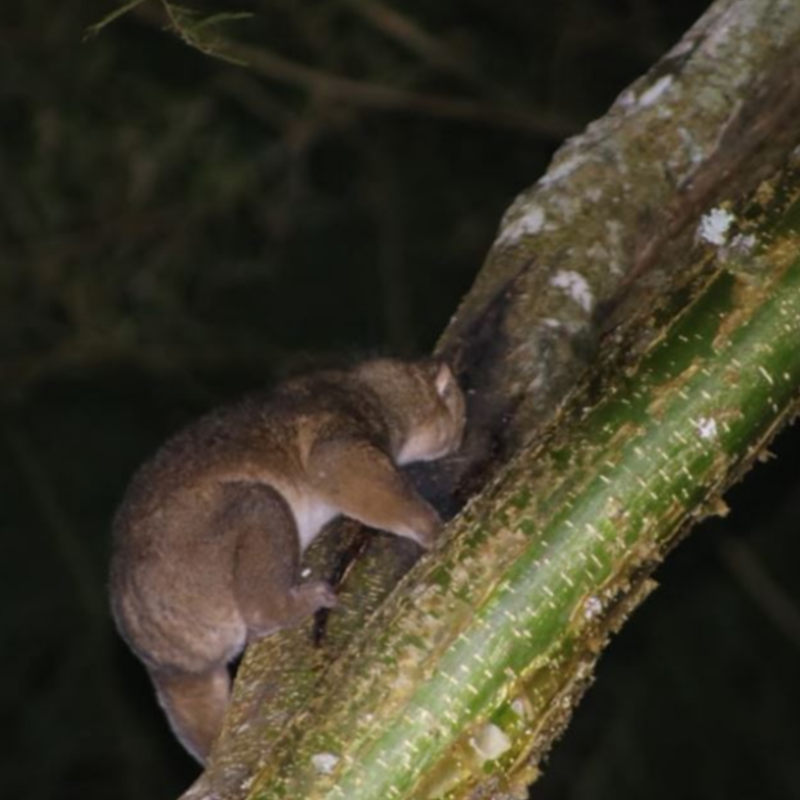 Night Walk in Kibale Forest