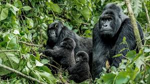 GORILLA SAFARI