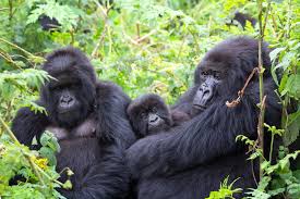 GORILLA SAFARI