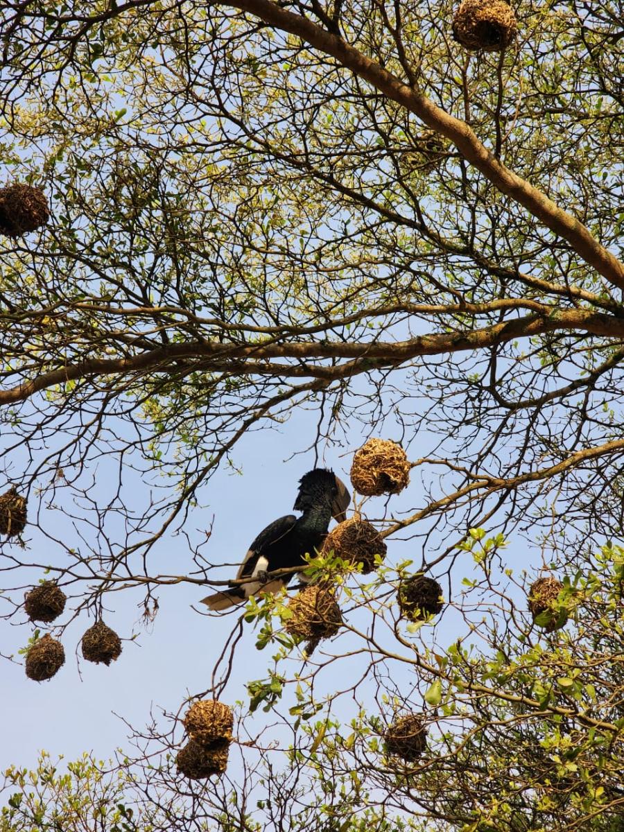 Bigodi  birding experience