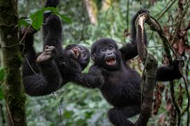 GORILLA SAFARI