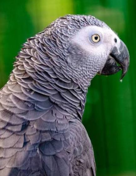 Bigodi Grey Parrot Museum Logo